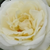Fehér - Virágágyi floribunda rózsa - Lenka™